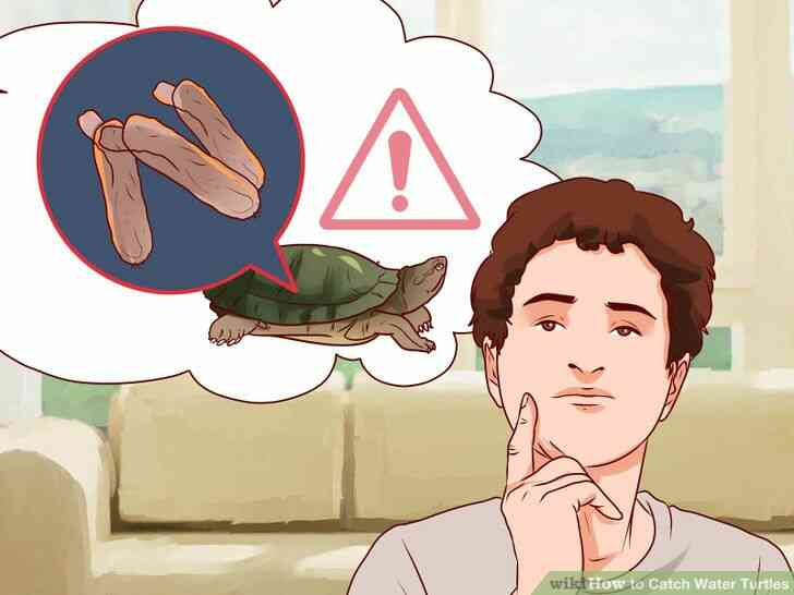 Image intitulée Attraper des Tortues d